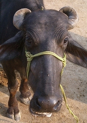 cow.jpg
