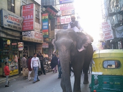 elephantone.jpg