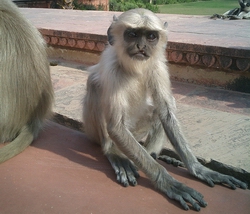 monkey.jpg