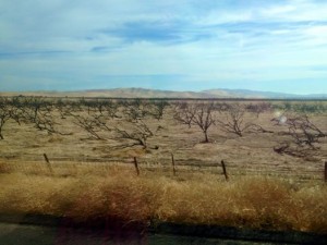 Dead almond orchard in San Joaquin Valley